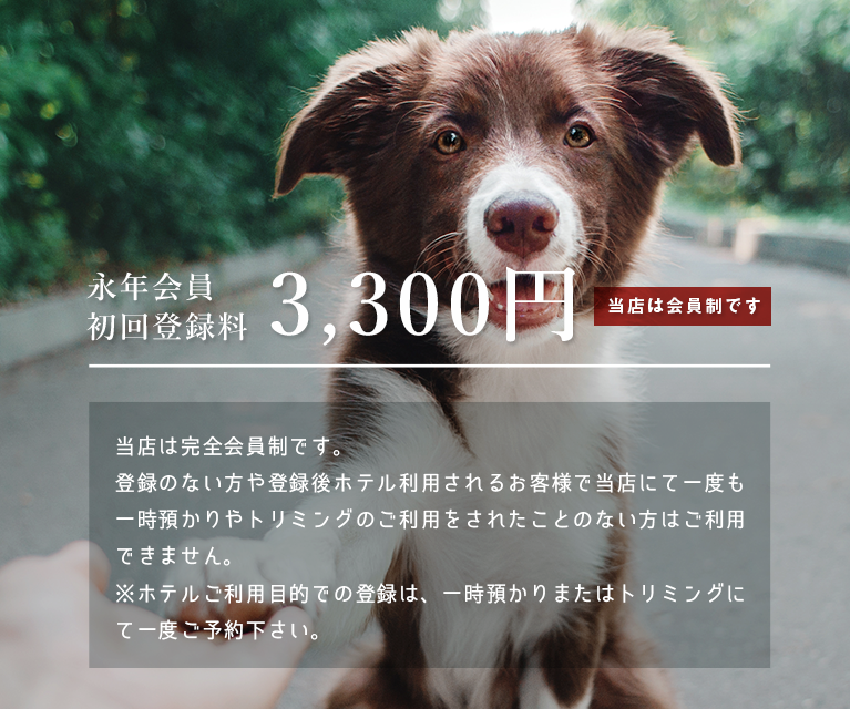 ドッグサロン日本橋倶楽部