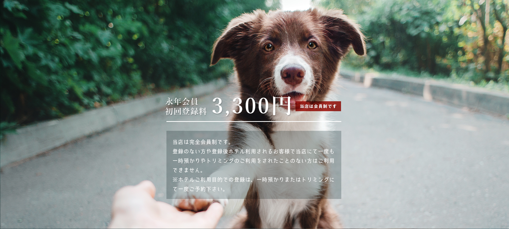 ドッグサロン日本橋倶楽部
